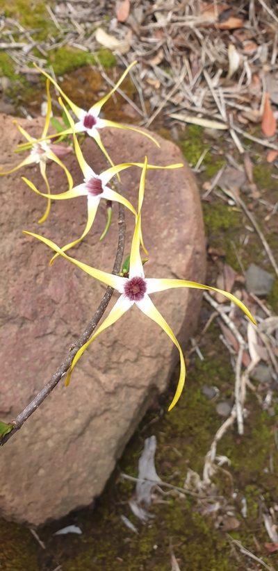 Strophanthus gerrardii, photographed by Aaliyah Motala