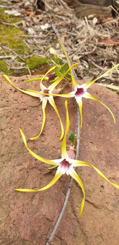 Strophanthus gerrardii, photographed by Aaliyah Motala