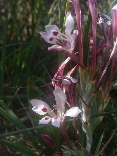 Babiana tubulosa, photographed by Jacques van der Merwe