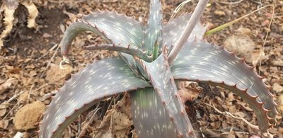 Aloe parvibracteata, photographed by Aaliyah Motala