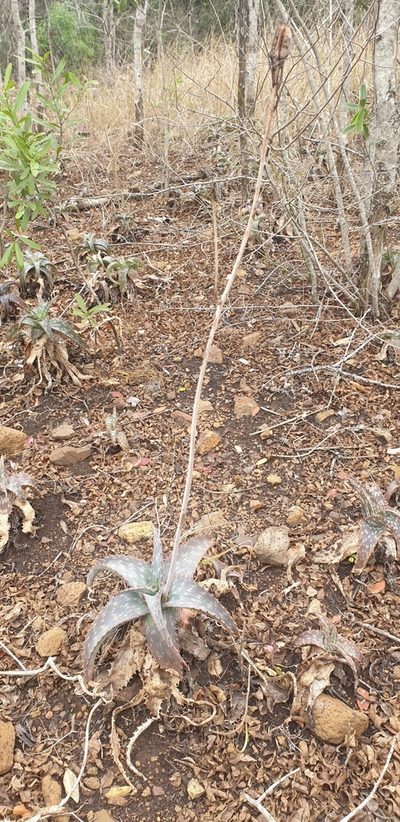 Aloe parvibracteata, photographed by Aaliyah Motala