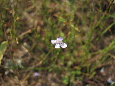 Lindernia monticola, photographed by Curtis Hansen