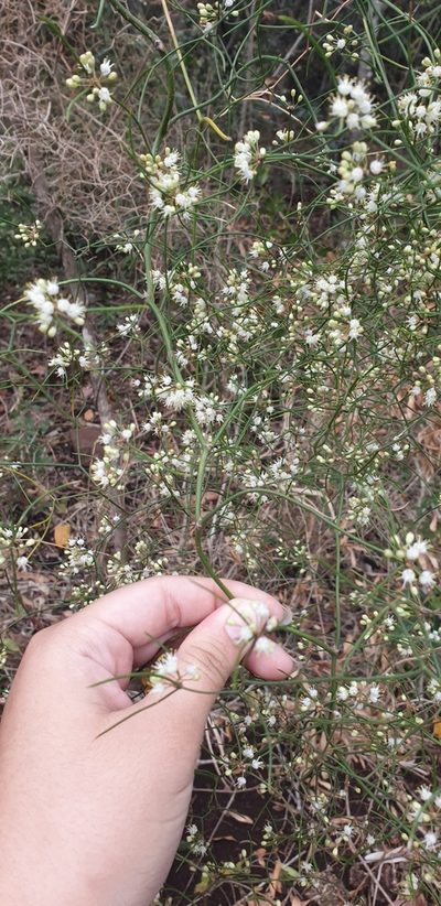 Asparagus divaricatus, photographed by Aaliyah Motala