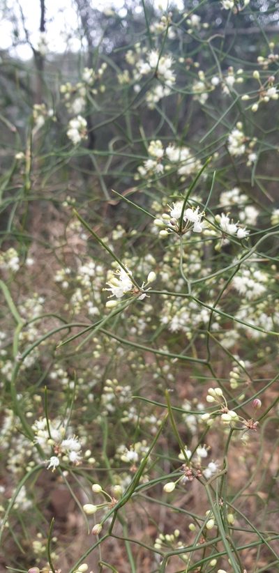 Asparagus divaricatus, photographed by Aaliyah Motala