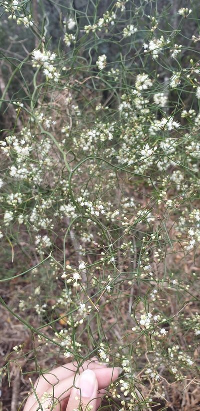 Asparagus divaricatus, photographed by Aaliyah Motala