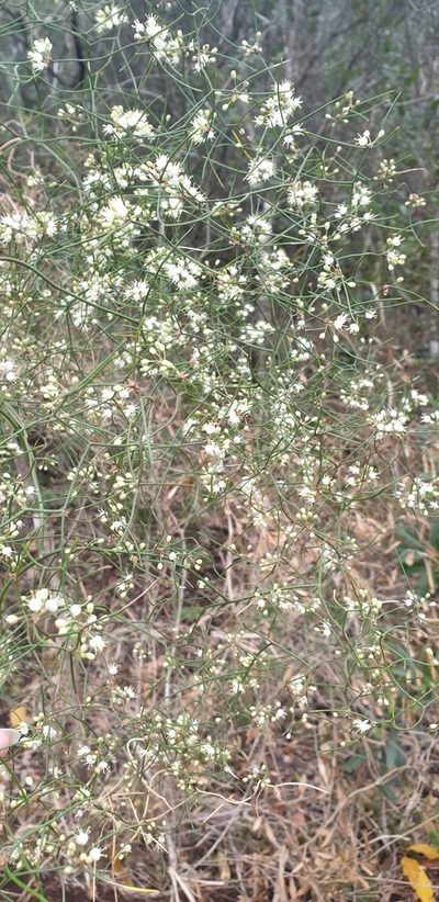 Asparagus divaricatus, photographed by Aaliyah Motala