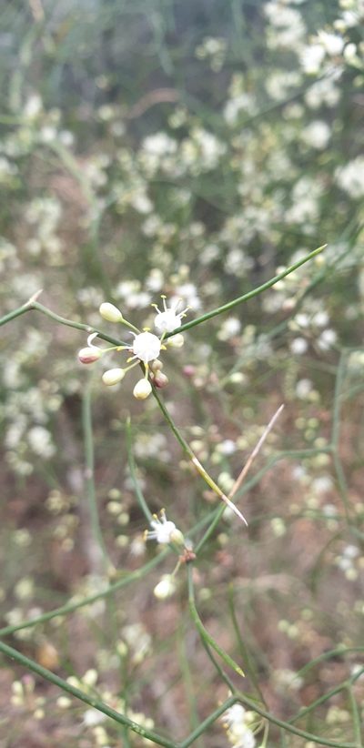 Asparagus divaricatus, photographed by Aaliyah Motala