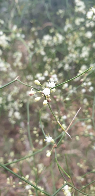 Asparagus divaricatus, photographed by Aaliyah Motala