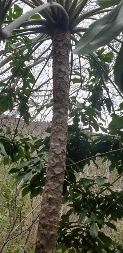 Cussonia zuluensis, photographed by Aaliyah Motala