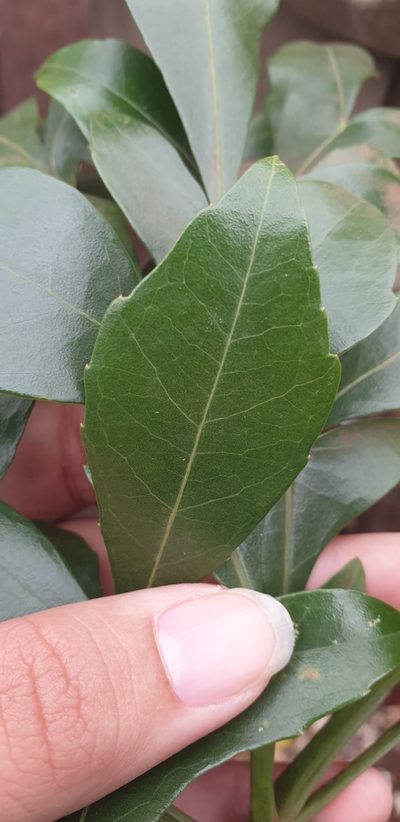 Cussonia zuluensis, photographed by Aaliyah Motala