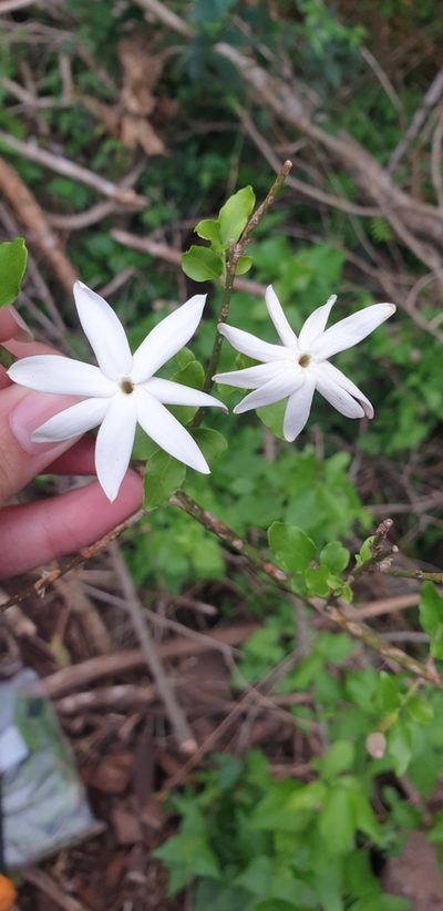 Jasminum breviflorum, photographed by Aaliyah Motala