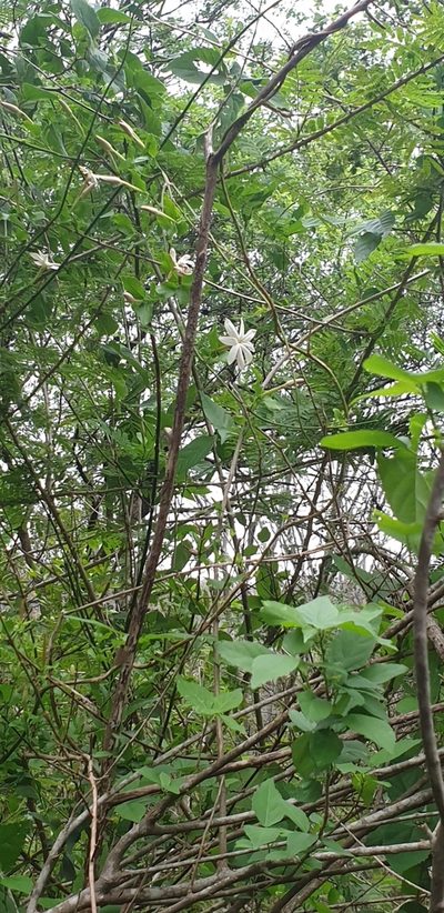 Jasminum breviflorum, photographed by Aaliyah Motala