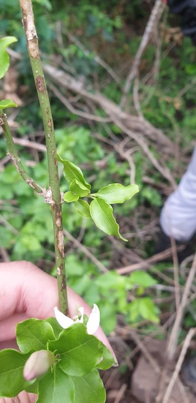 Jasminum breviflorum, photographed by Aaliyah Motala