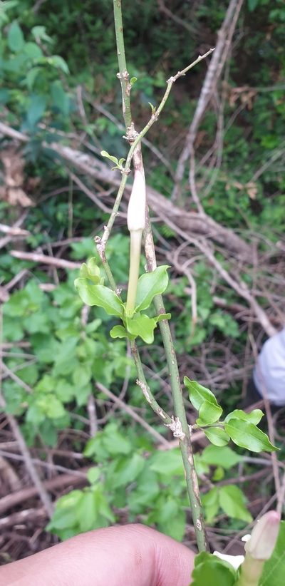 Jasminum breviflorum, photographed by Aaliyah Motala