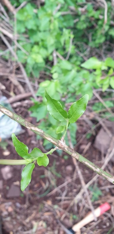 Jasminum breviflorum, photographed by Aaliyah Motala