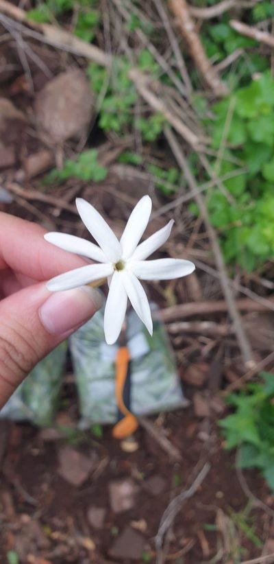 Jasminum breviflorum, photographed by Aaliyah Motala