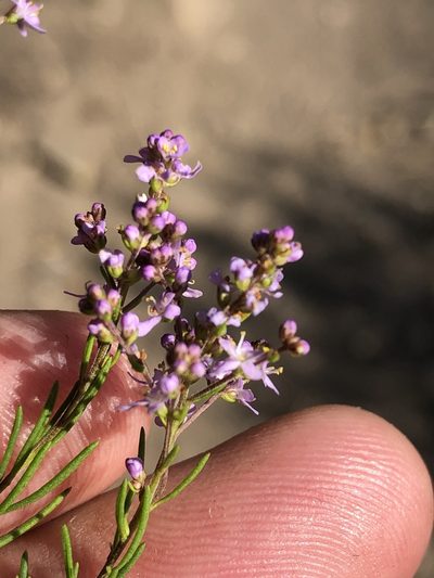 Selago lilacina, photographed by Dave U