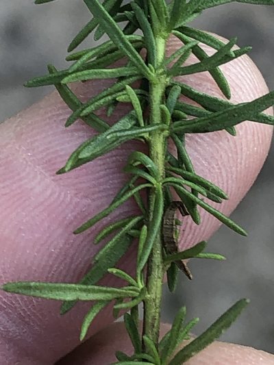 Selago lilacina, photographed by Dave U