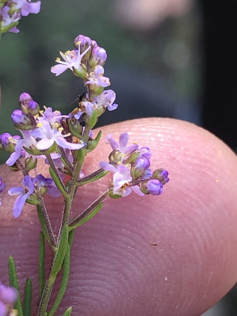 Selago lilacina, photographed by Dave U