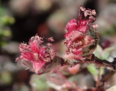 Cliffortia hantamensis, photographed by Nicola van Berkel