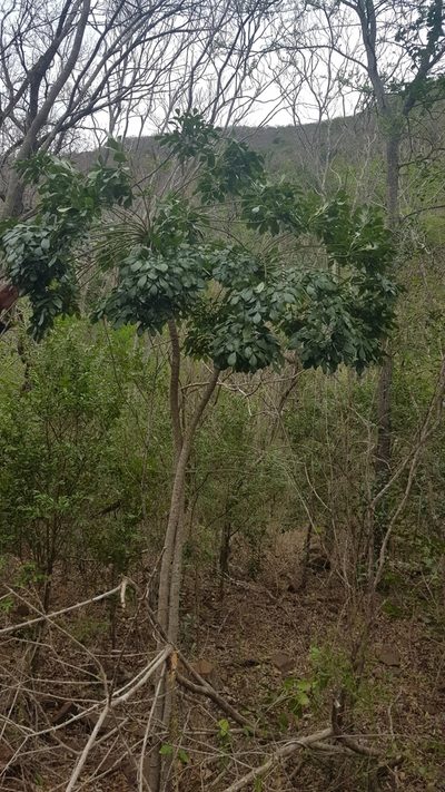 Cussonia zuluensis, photographed by Suvarna Parbhoo Mohan