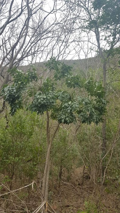 Cussonia zuluensis, photographed by Suvarna Parbhoo Mohan