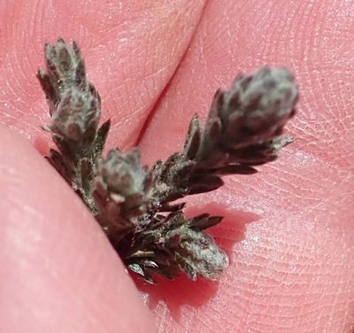 Cliffortia hantamensis, photographed by Nicola van Berkel