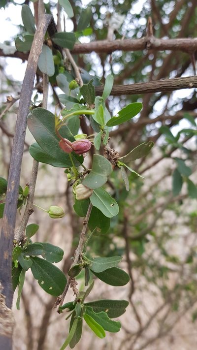 Cadaba natalensis, photographed by Suvarna Parbhoo Mohan