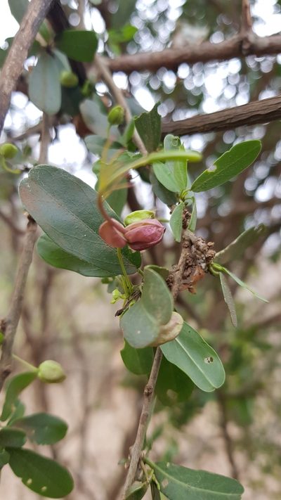 Cadaba natalensis, photographed by Suvarna Parbhoo Mohan