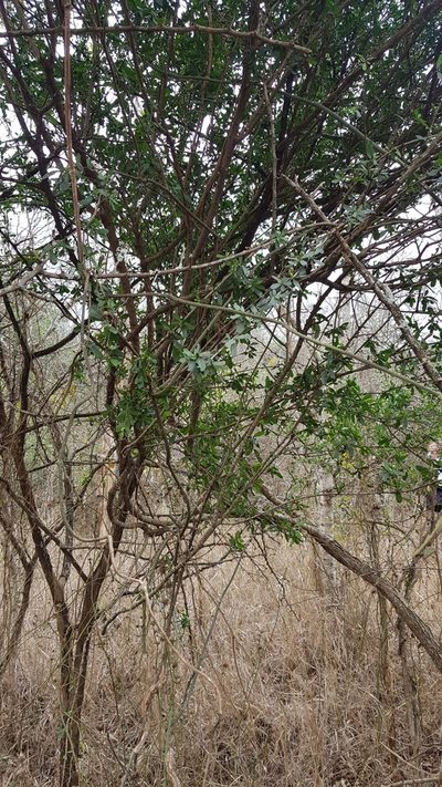 Cadaba natalensis, photographed by Suvarna Parbhoo Mohan