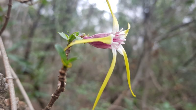 Strophanthus gerrardii, photographed by Suvarna Parbhoo Mohan