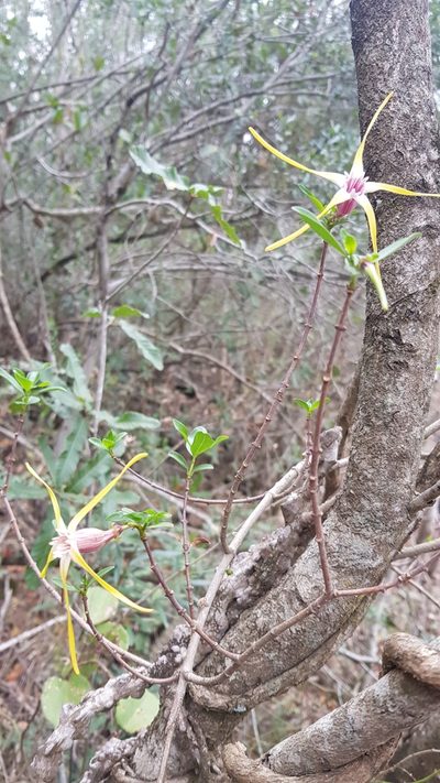 Strophanthus gerrardii, photographed by Suvarna Parbhoo Mohan