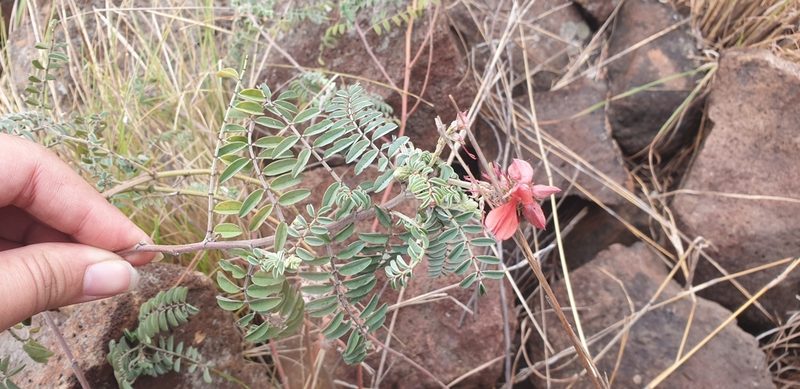 Indigofera velutina, photographed by Aaliyah Motala