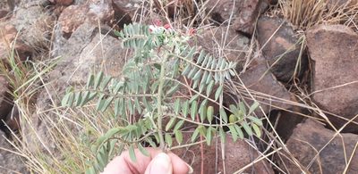Indigofera velutina, photographed by Aaliyah Motala
