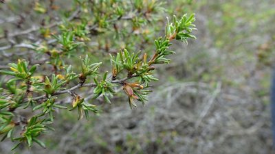 Cliffortia ramosissima, photographed by Paul Emms