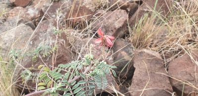 Indigofera velutina, photographed by Aaliyah Motala