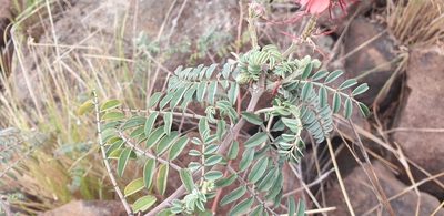 Indigofera velutina, photographed by Aaliyah Motala
