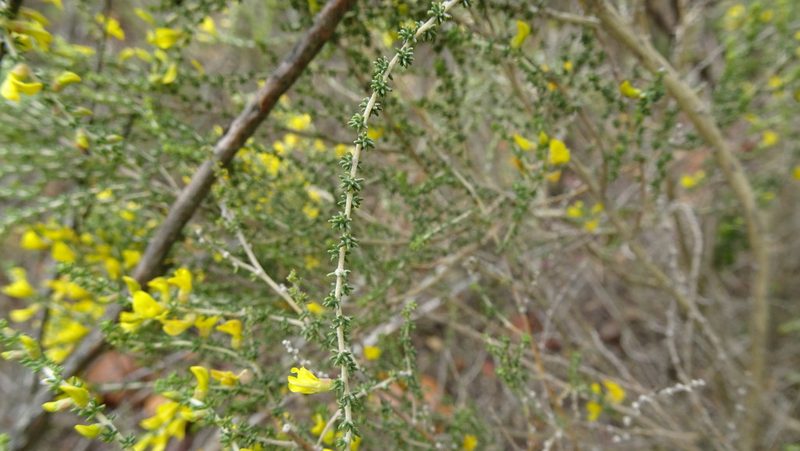 Aspalathus steudeliana, photographed by Paul Emms