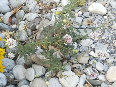Palafoxia texana, photographed by Francisco Martínez González