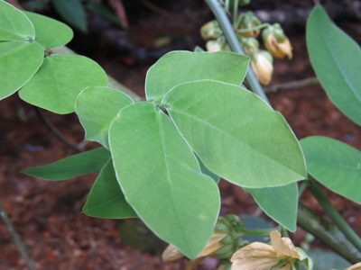 Senna affinis, photographed by Diogo Luiz