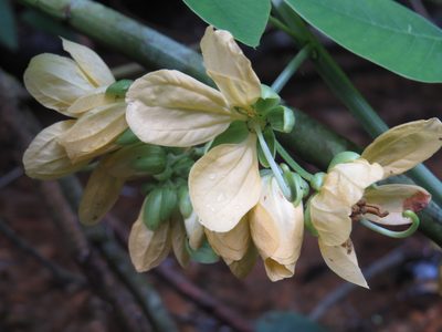 Senna affinis, photographed by Diogo Luiz