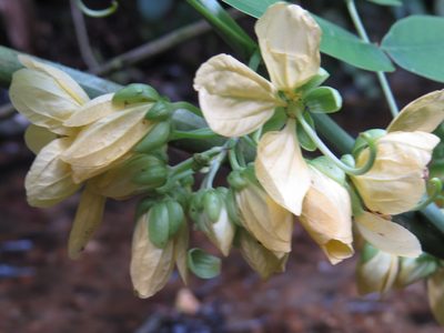 Senna affinis, photographed by Diogo Luiz