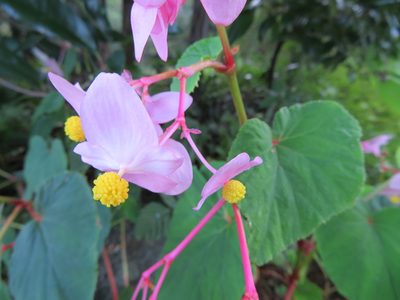 Begonia grandis, photographed by Marco Mussita