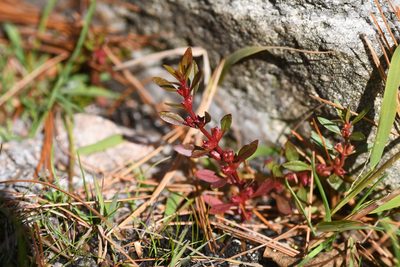 Rotala ramosior, photographed by Henrique Pacheco