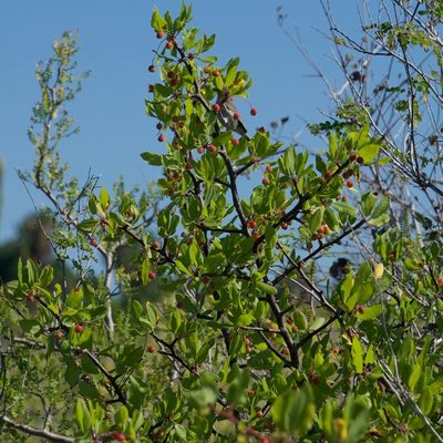 Bursera epinnata, photographed by Bill Levine