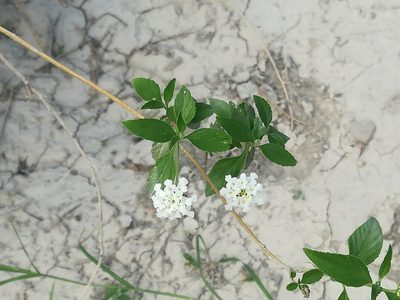 Lantana canescens, photographed by Francisco Martínez González