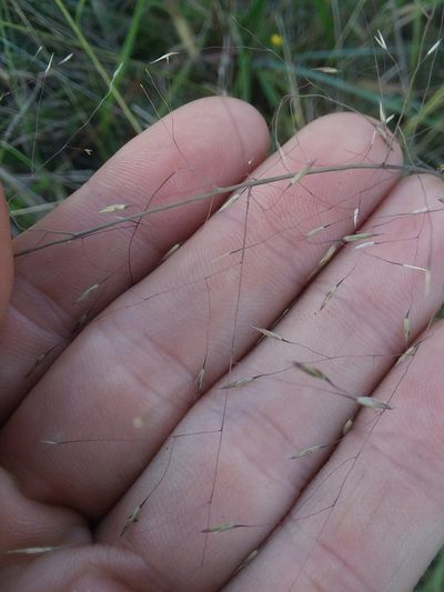 Muhlenbergia expansa, photographed by Will McFarland
