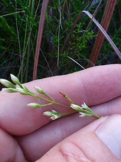 Bartonia paniculata, photographed by Will McFarland