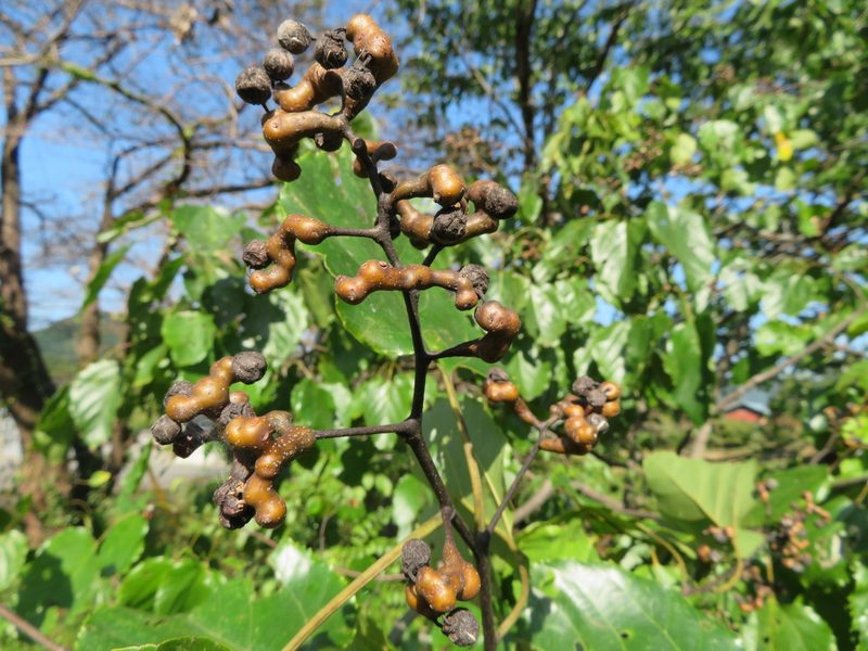 Hovenia dulcis, photographed by Marco Mussita