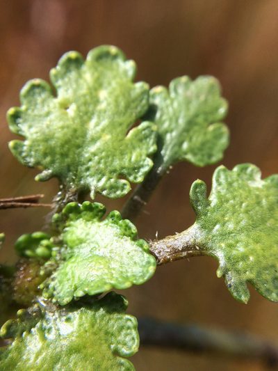 Gunnera arenaria, photographed by Mike Dickison